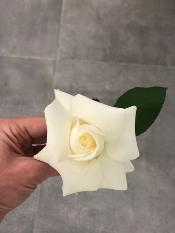 La rose Reflex : ma tendance florale préférée pour 2022-2023