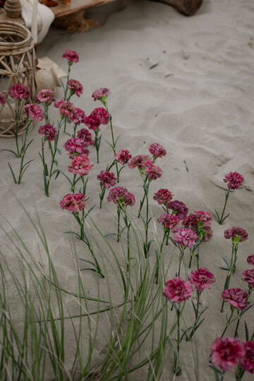 Half Moon - California Vibes