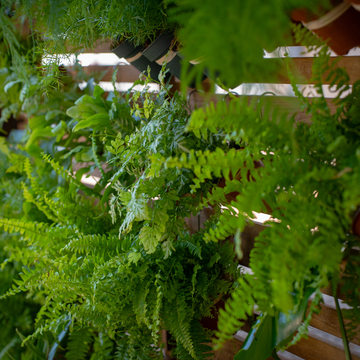 Un mur végétal pour vos évènements d'entreprise à Montpellier