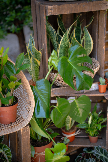 Un mur végétal pour vos évènements d'entreprise à Montpellier