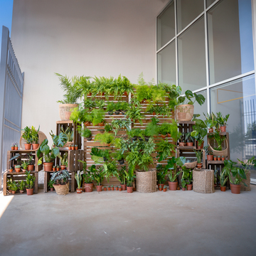 Un mur végétal pour vos évènements d'entreprise à Montpellier