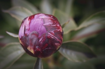 Mariages de printemps : quelles fleurs éclosent dans le sud de la France ?