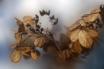 Fleurs d’hiver : comment créer des arrangements spectaculaires avec des fleurs de saison