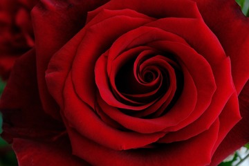 Fleurs de mariage pour la Saint-Valentin : célébrez l’amour avec romance et élégance