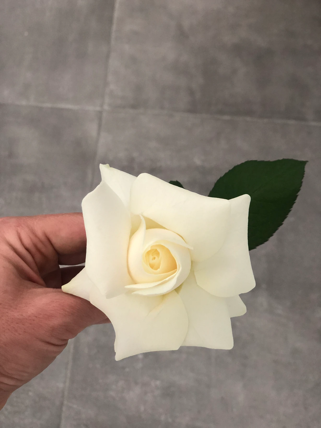 La rose Reflex : ma tendance florale préférée à Montpellier