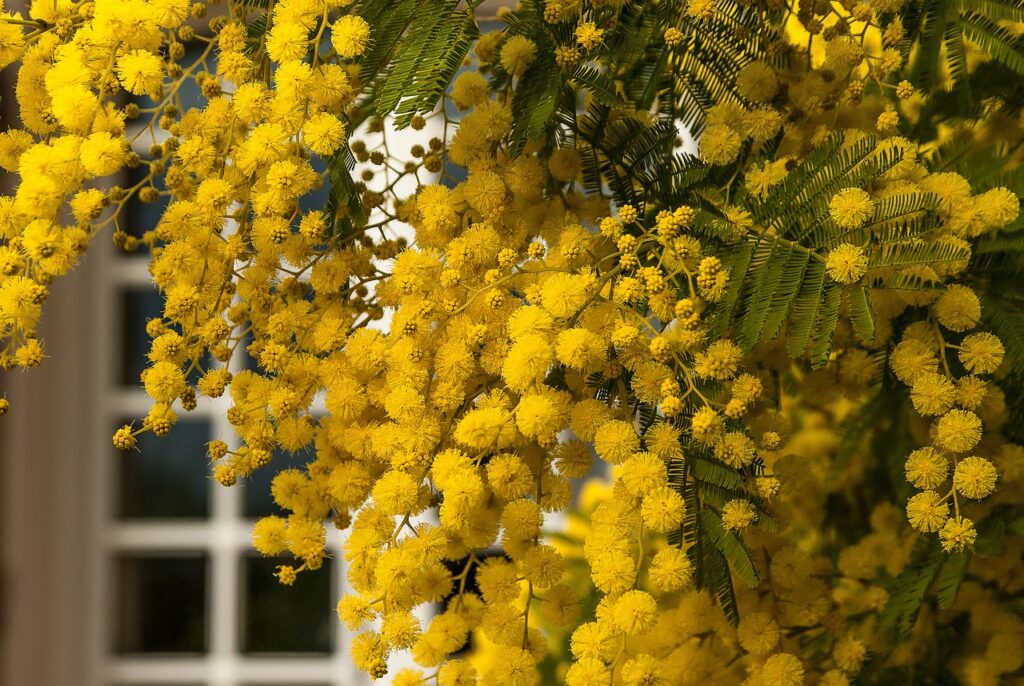 Comment intégrer les fleurs de mimosa dans la décoration d’événements ?