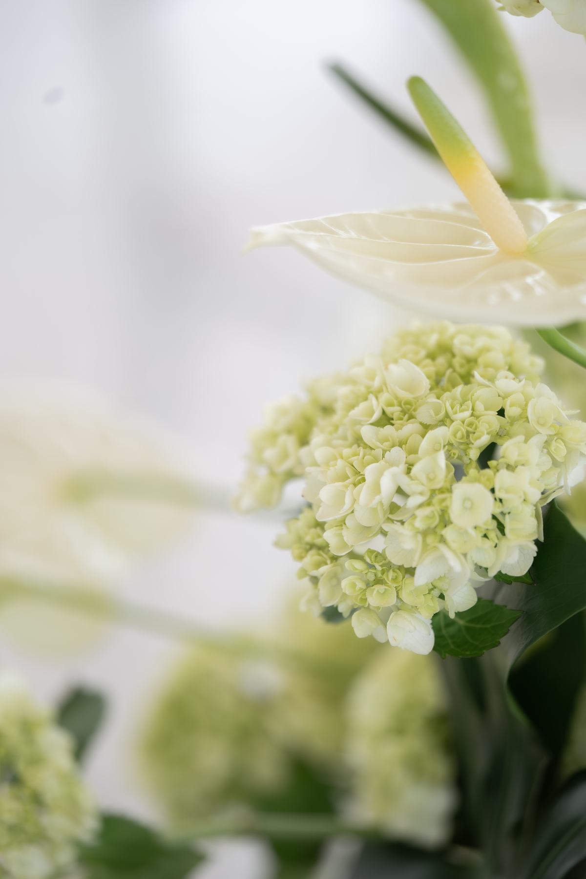 Séance photo de fleurs au Domaine Puech Haut