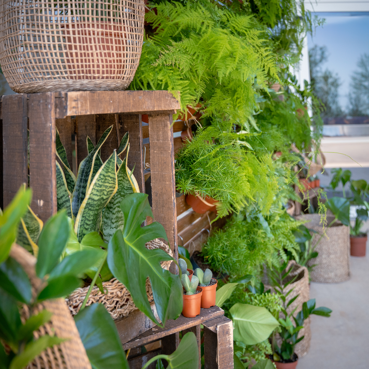Un mur végétal pour vos évènements d&rsquo;entreprise à Montpellier