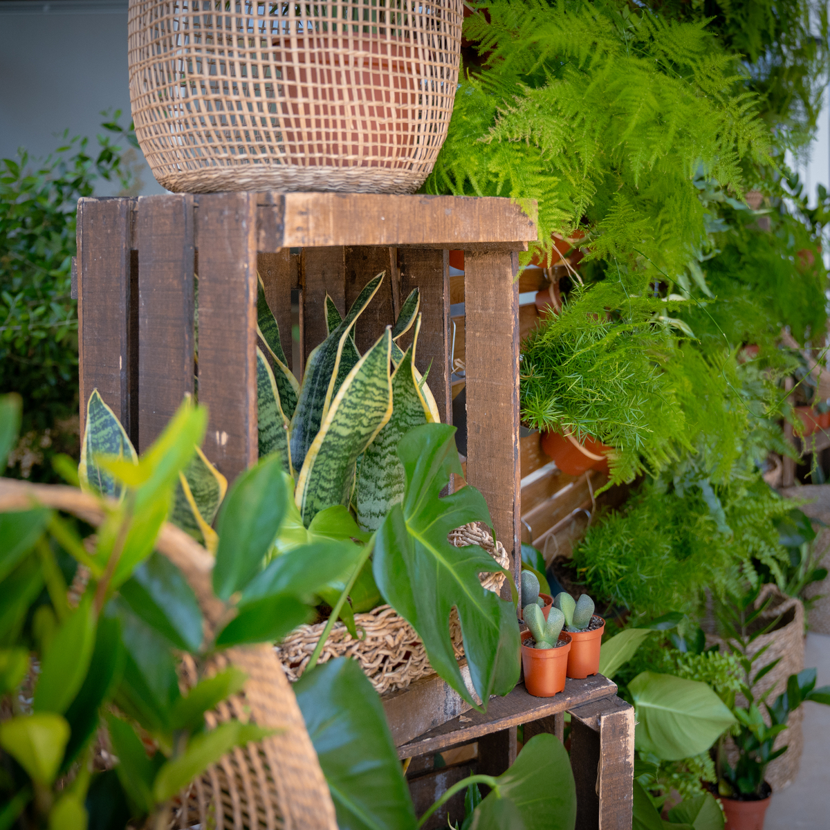 Un mur végétal pour vos évènements d&rsquo;entreprise à Montpellier