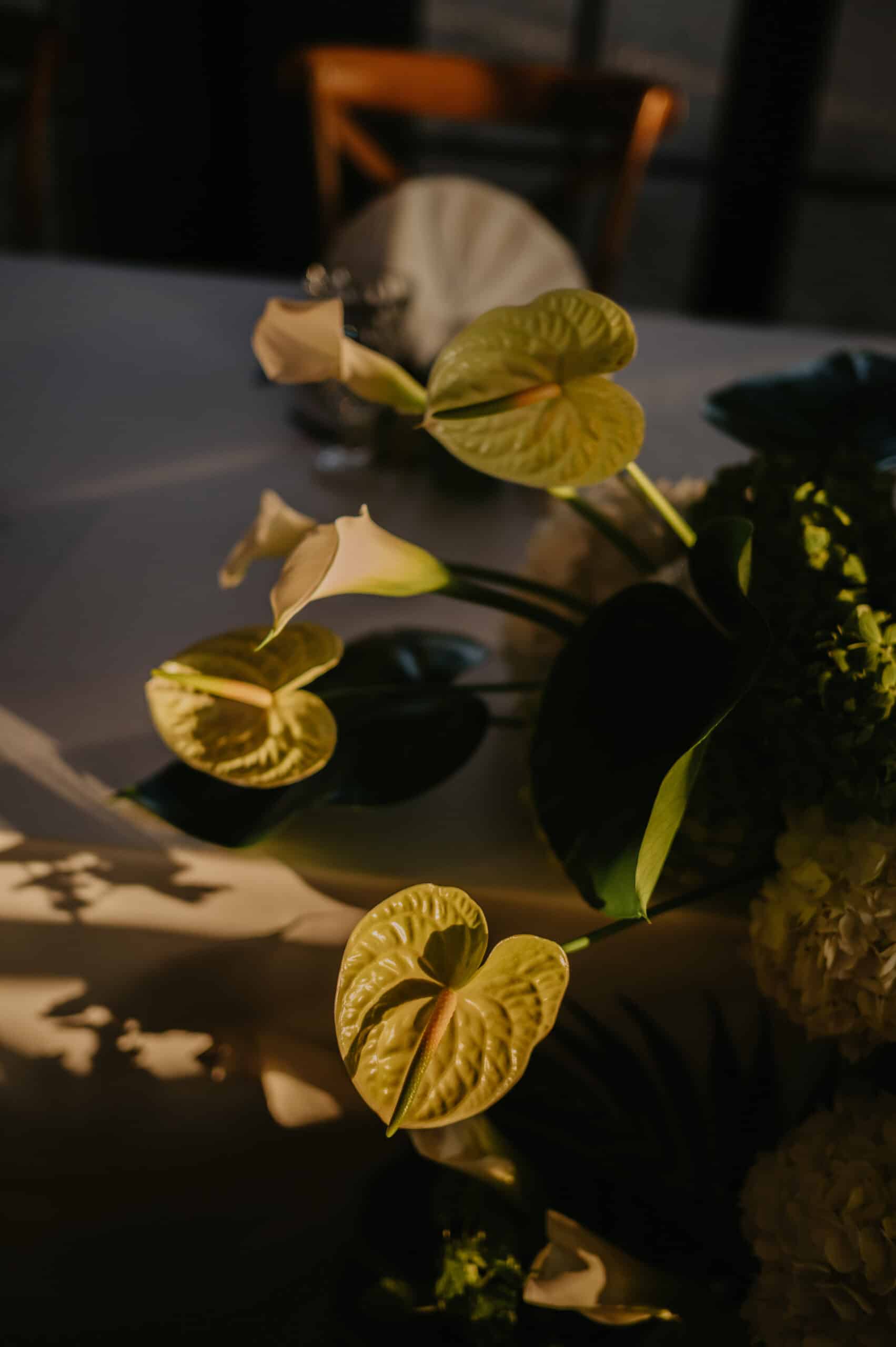 Gros plan d'Anthuriums et Arums blancs sur une table. Lumière dorée de fin de journée, créant des ombres et un fort contraste.
