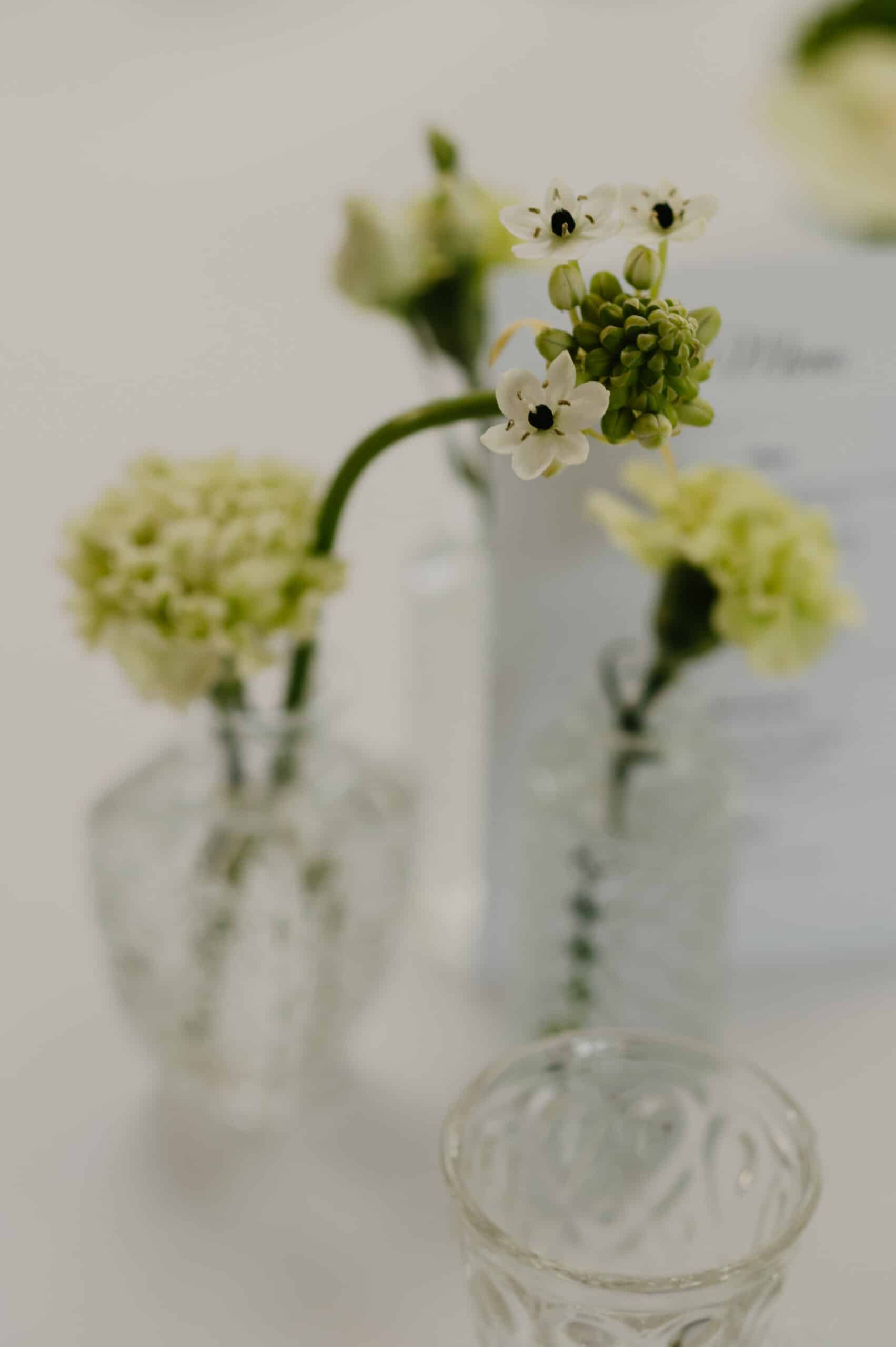 Fleurs blanches à centre noir (Ornithogalum) et fleurs vert lime dans des mini-vases en verre. Décoration de table lumineuse et raffinée.